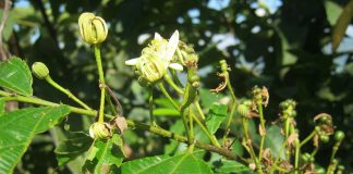 Sambovina (Celtis australis), copac folosit pentru instrumente muzicale