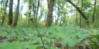 Sanisoara (Sanicula europaea), planta medicinala