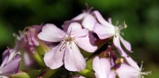 Sapunarita (Saponaria officinalis), planta folosita ca inlocuitor al sapunului
