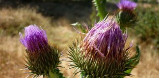 Scaiul-magaresc (Onopordum acanthium), planta medicinala