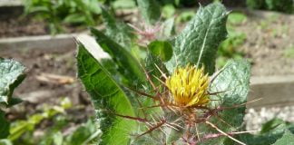 Schinelul (Cnicus benedictus), planta medicinala