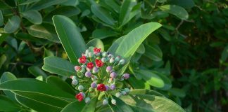 Scortisoara-alba (Canella winterana)