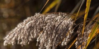 Stuful (Phragmites australis), planta medicinala