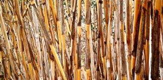 Stuful-spaniol (Arundo donax)