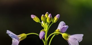 Stupitul-cucului (Cardamine pratensis), planta medicinala