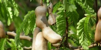 Tamarindul (Tamarindus indica), arbore tropical cu fructe comestibile