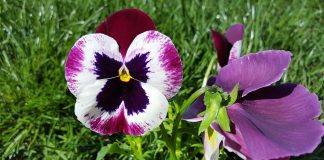Trei-frati-patati sau panseluta (Viola tricolor)