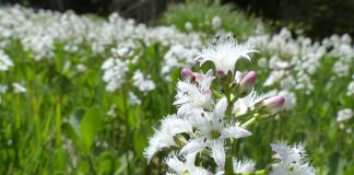 Trifoistea (Menyanthes trifoliata), planta acvatica folosita ca remediu homeopatic