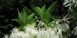 Tufa-cu-ciucuri-albi de Virginia (Chionanthus virginicus), planta medicinala