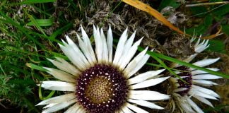 Turta (Carlina acaulis), planta medicinala
