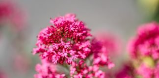 Valeriana-rosie (Centranthus ruber), planta medicinala cu proprietati sedative
