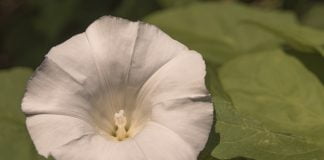 Volbura-mare (Calystegia sepium), planta cu proprietati laxative