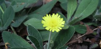 Vulturica (Hieracium pilosella), planta medicinala din regiunile montane