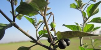Zarna (Solanum nigrum), planta medicinala
