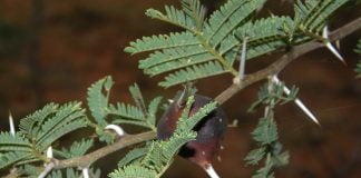 Acacia de cauciuc (Acacia senegal) – Arborele de guma arabica