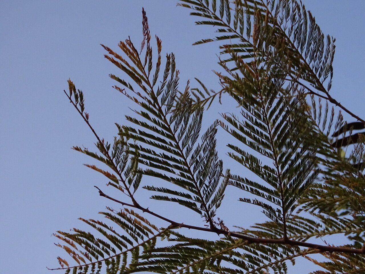 Acacia de cauciuc