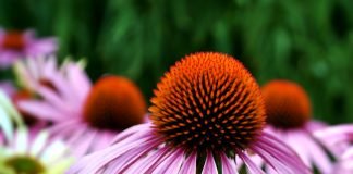 Echinacea (Echinacea purpurea), ajuta la consolidarea sistemului imunitar