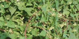 Falopia (Fallopia multiflora), radacina plantei are efect de intinerire