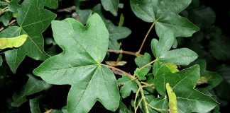 Jugastrul (Acer campestre), arbore cunoscut in homeopatie