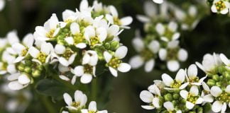 Lingurea (Cochlearia officinalis), planta bogata in vitamina C Lingurea (Cochlearia officinalis), planta bogata in vitamina C