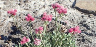Parpianul (Antennaria dioica), planta medicinala