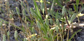 Phleum-arenarium