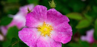 Rasura (Rosa gallica), planta medicinala folosita in aromaterapie Rasura (Rosa gallica), planta medicinala folosita in aromaterapie