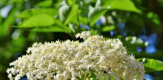 Retete din soc benefice pentru sanatate