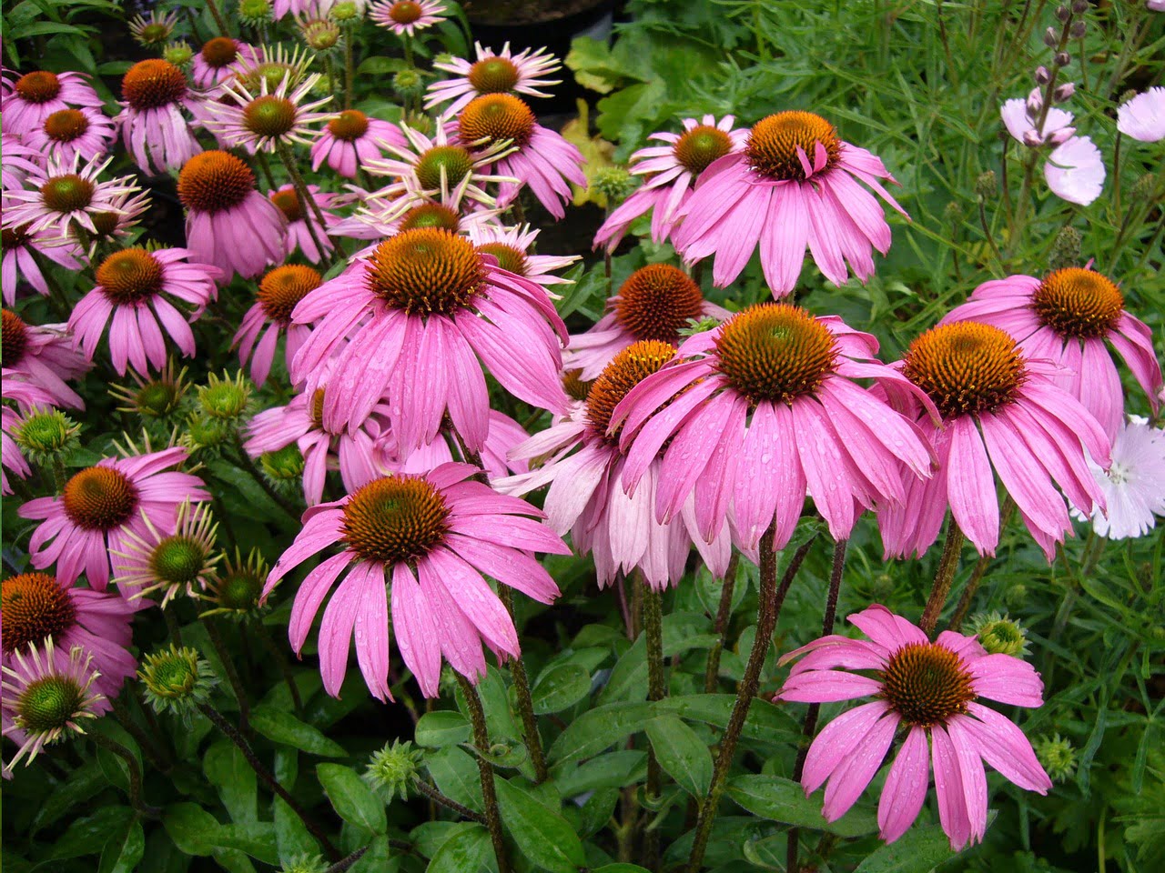 echinacea