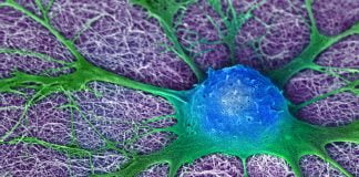 Celulele stem ajuta la restabilirea vederii Celulele stem ajuta la restabilirea vederii