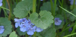 Plante medicinale - Rotungioara (Glechoma hederacea)