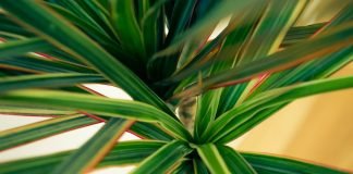 Topul plantelor care curata aerului in apartament Topul plantelor care curata aerului in apartament