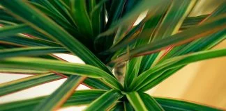 Topul plantelor care curata aerului in apartament Topul plantelor care curata aerului in apartament