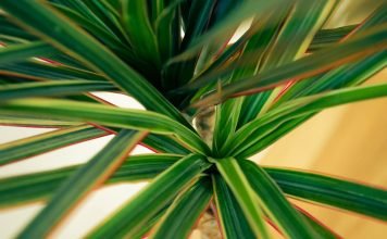 Topul plantelor care curata aerului in apartament Topul plantelor care curata aerului in apartament