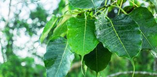 Arborele-zeilor (Ficus religiosa), considerat sfant de hindusi si budisti