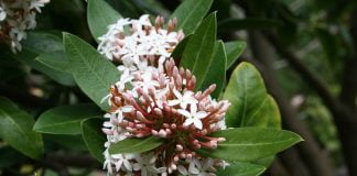 Arbustul-de-ceara (Acokanthera oblogifolia), are o secretie laptoasa otravitoare