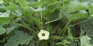 Bama (Abelmoschus esculentus), sparanghelul saracilor