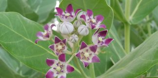 Calotropis procera sau merele Sadomei, arbust cu proprietati medicinale