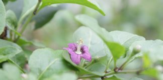 Catina-chinezeasca (Lycium chinense), radacina si frunzele au proprietati medicinale