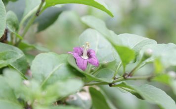 Catina-chinezeasca (Lycium chinense), radacina si frunzele au proprietati medicinale Catina-chinezeasca (Lycium chinense), radacina si frunzele au proprietati medicinale