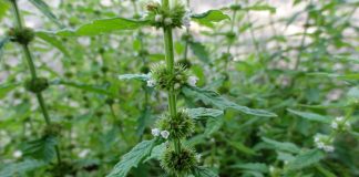 Cervana (Lycopus europaeus), planta care contine fluor si ajuta in tratamentul hipertiroidismului