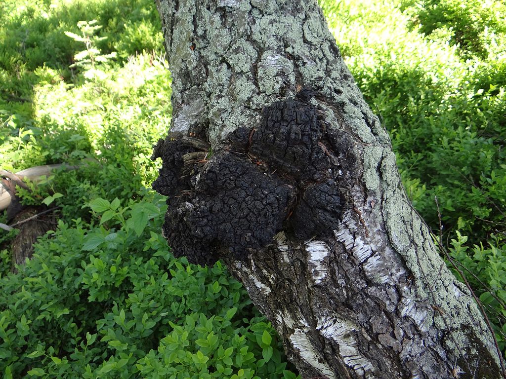 Ciuperca Chaga