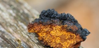 Ciuperca Chaga (Inonotus obliquus) ajuta la vindecarea bolilor maligne