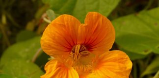 Condurasul (Tropaeolum majus), planta medicinala si de ornament