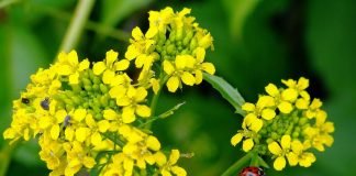 Crusatea-obisnuita (Barbarea vulgaris), leguma bogata in minerale si vitamine