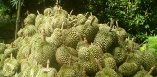 Durian, regele fructelor asiatice