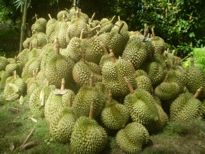 Durian, regele fructelor asiatice Durian, regele fructelor asiatice