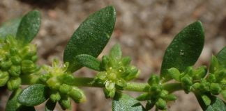 Feciorica (Herniaria glabra), planta medicinala