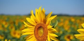 Floarea-soarelui (Helianthus annuus), planta magica cu proprietati terapeutice