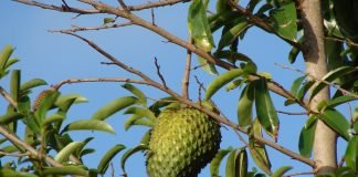 Graviola, fructul care combate cancerul. Este de 10 000 de ori mai bun decat chimioterapia